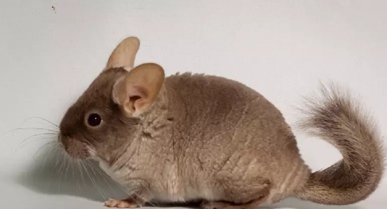 Black Chinchilla (17 fotos): Característiques de Chinchillas Velvet negre i perles negres, banús negre i altres 21974_6