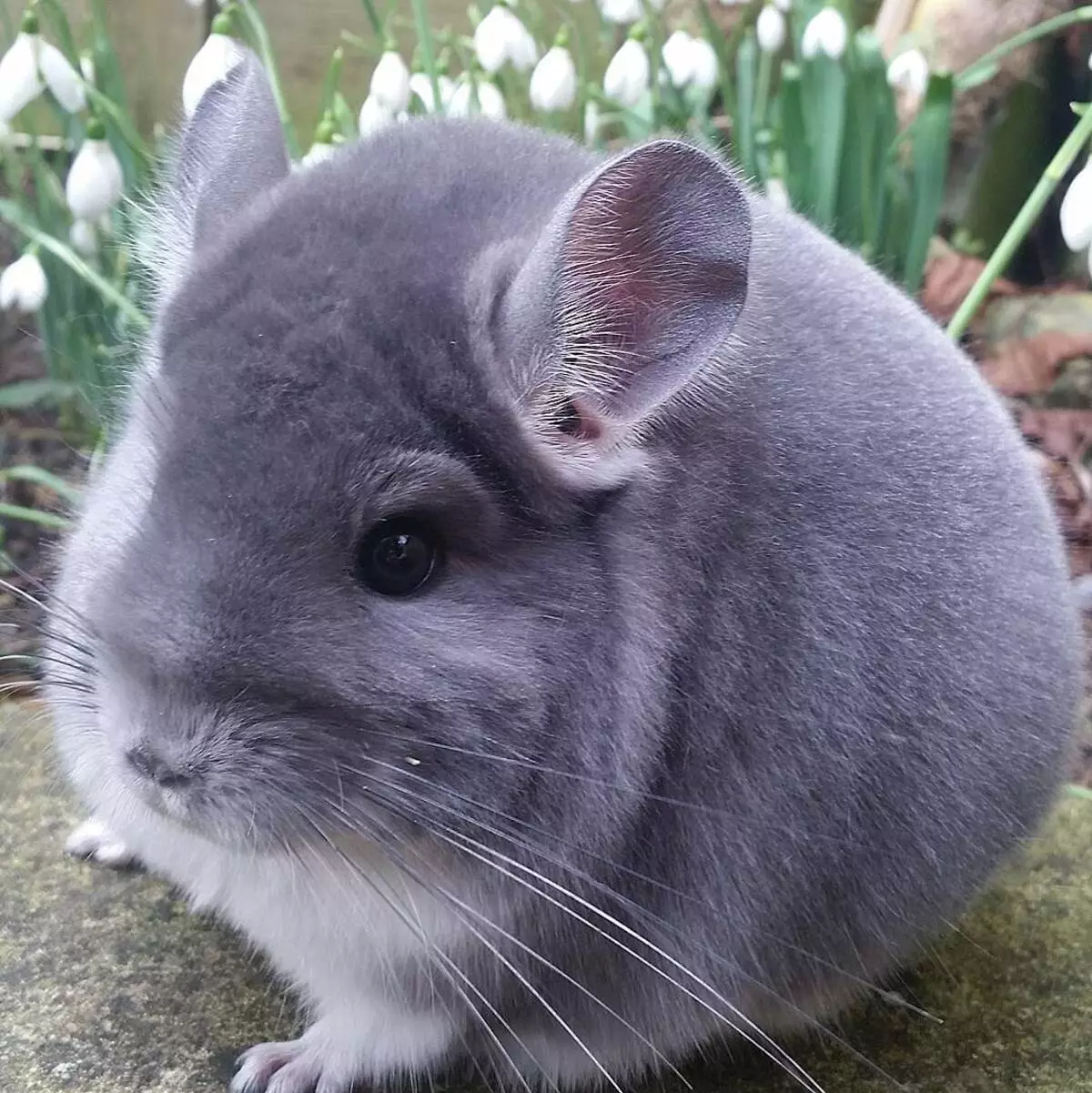 Black Chinchilla (17 fotos): Característiques de Chinchillas Velvet negre i perles negres, banús negre i altres 21974_9