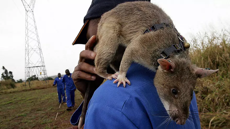 Gambian Rat (21 billeder): Beskrivelse og vedligeholdelse derhjemme. Hvor meget lever prøven rotte? 21976_2