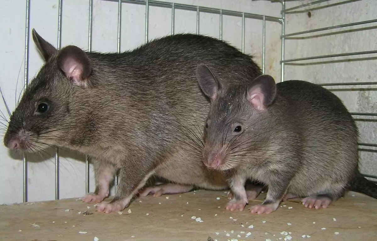 Gambijski szczur (21 zdjęć): opis i konserwacja w domu. Ile żyje próbek szczur? 21976_20