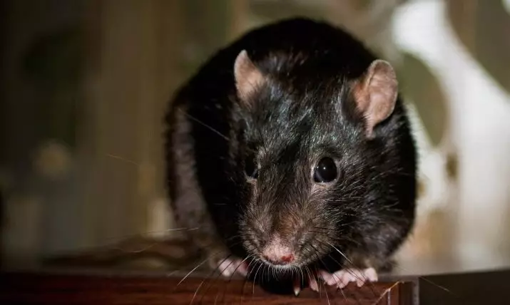 Gambian Rat (21 billeder): Beskrivelse og vedligeholdelse derhjemme. Hvor meget lever prøven rotte? 21976_21