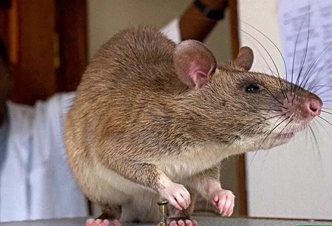 Gambian Rat (21 billeder): Beskrivelse og vedligeholdelse derhjemme. Hvor meget lever prøven rotte? 21976_4
