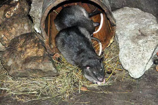 Gambian Rat (21 billeder): Beskrivelse og vedligeholdelse derhjemme. Hvor meget lever prøven rotte? 21976_7