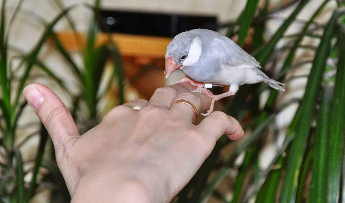 Obsah Amadínov (17 fotografií): Pravidlá starostlivosti o vtáctva doma. Ako sa starať o potomstvo, keď ich chovajú? 21984_16