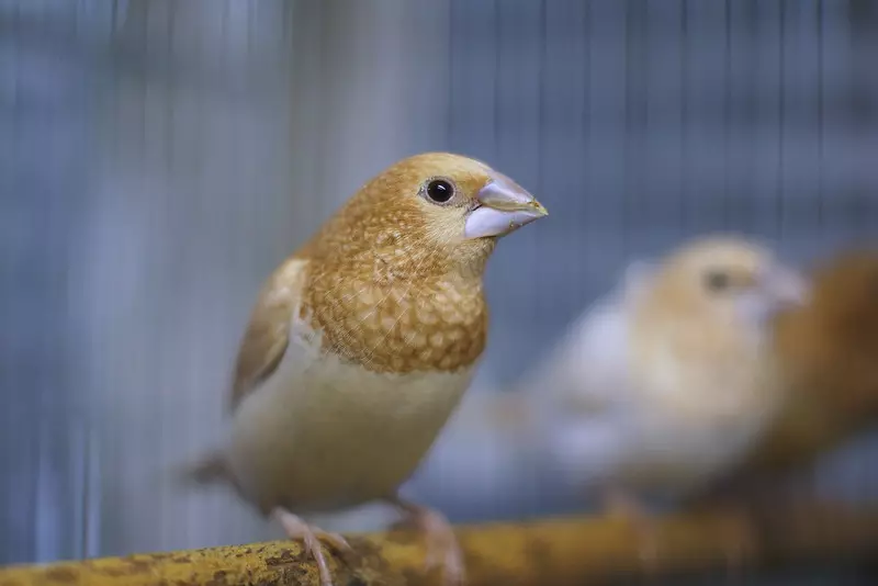 Conținutul lui Amadins (17 fotografii): Regulile de îngrijire a păsărilor la domiciliu. Cum să vă îngrijiți de descendenți atunci când le reproduceți? 21984_2