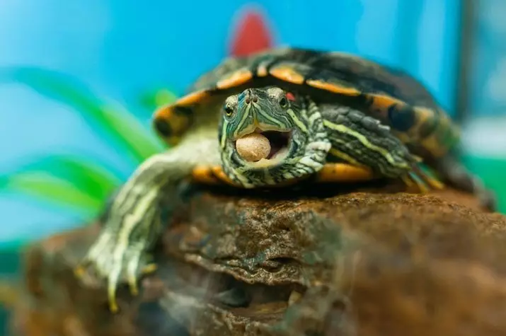 Ile czerwonego żółwia może żyć bez jedzenia? Ile dni może nie jeść latem i jak długo to kosztuje bez wody? 21993_9