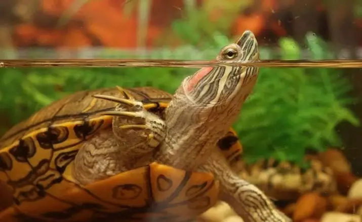 붉은 거북 11 사진의 크기) : 집에서 거북이를 자라는 최대 크기는 무엇입니까? 거북이가 해를 얼마나 빨리 자라는가요? 21995_10
