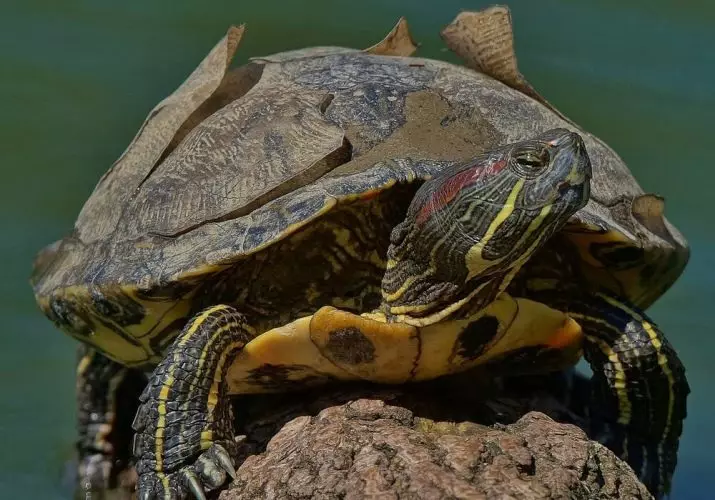 ಕೆಂಪು ಆಮೆ 11 ಫೋಟೋದ ಆಯಾಮಗಳು): ಗರಿಷ್ಠ ಗಾತ್ರವು ಮನೆಯಲ್ಲಿ ಆಮೆ ಬೆಳೆಯುತ್ತದೆ? ಆಮೆ ಎಷ್ಟು ವೇಗವಾಗಿ ಬೆಳೆಯುತ್ತದೆ? 21995_3