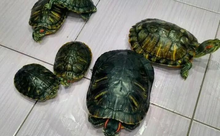 Rozmery červenej korytnačky 11 fotografií): Na ktorú maximálna veľkosť rastie korytnačku doma? Ako rýchlo sa korytnačka rastie do roka? 21995_4