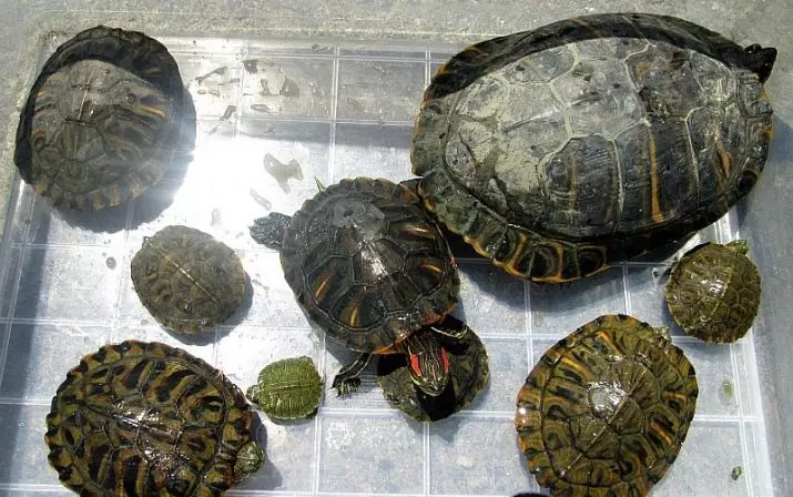 Rozmery červenej korytnačky 11 fotografií): Na ktorú maximálna veľkosť rastie korytnačku doma? Ako rýchlo sa korytnačka rastie do roka? 21995_5