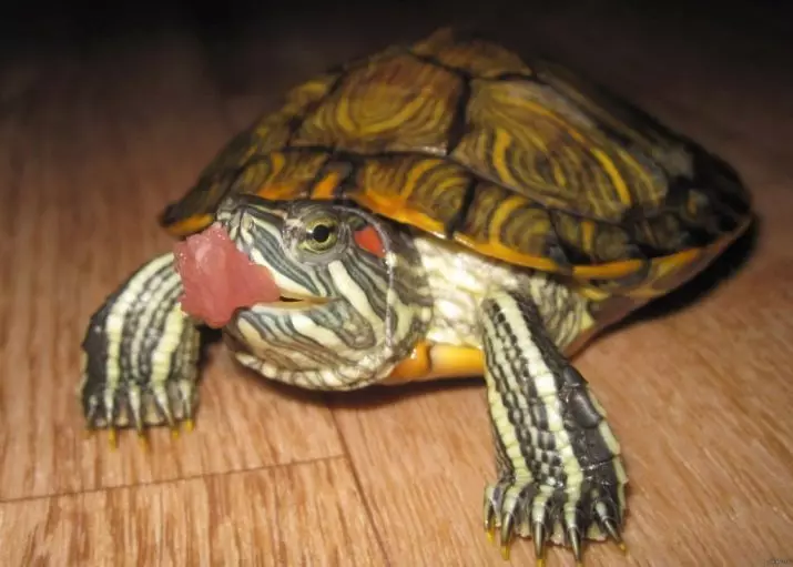 Mitat Red Turtle 11 Kuva): Mihin enimmäiskoko kasvaa kilpikonna kotona? Kuinka nopeasti kilpikonna kasvaa vuosittain? 21995_9
