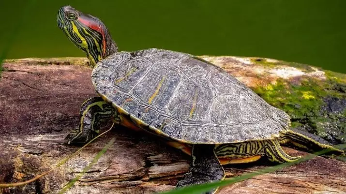 Quante tartarughe rosse vivono? Aspettativa di vita a casa e in natura. Quanto tempo possono inseguire senza acqua in cattività? 22001_2