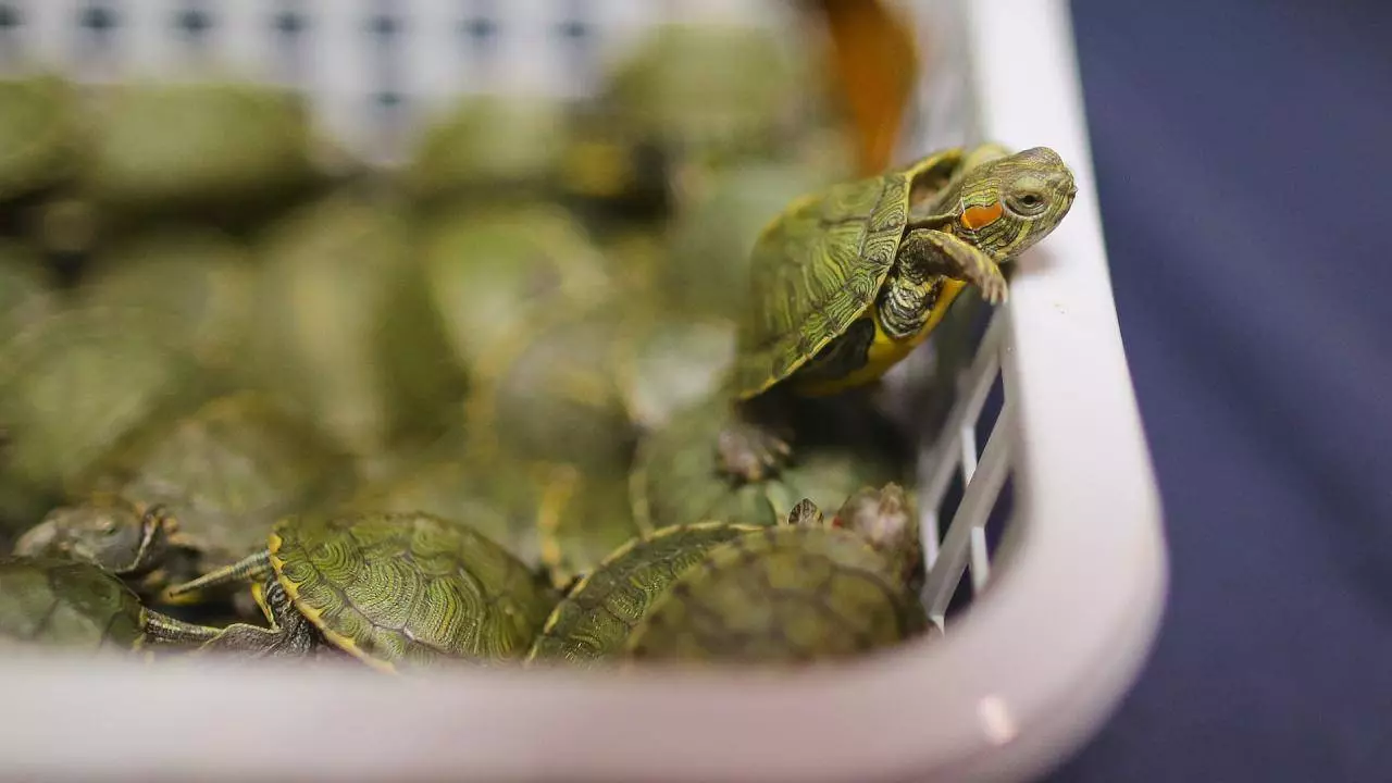 Berapa banyak kura-kura merah? Harapan hidup di rumah dan di alam. Berapa lama bug tanpa air di penangkaran? 22001_3