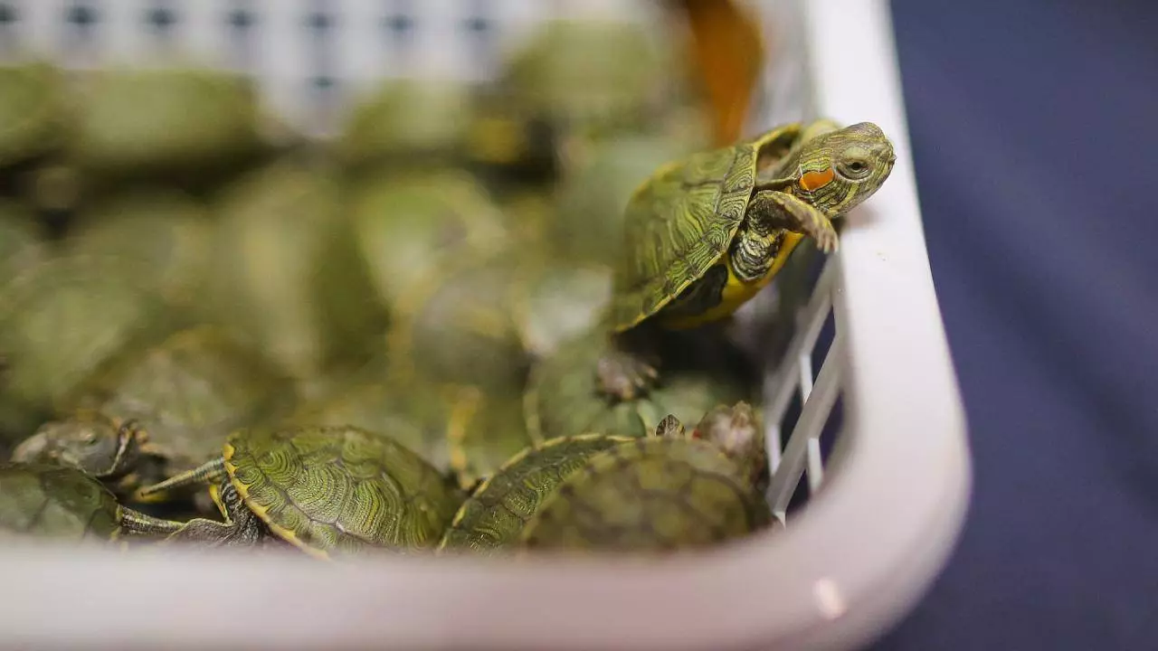 Wéi vill rout Schildkröten liewen? Liewenserwaardung doheem an an der Natur. Wéi laang ka Feeler ouni Waasser a Gefangenschaft? 22001_3