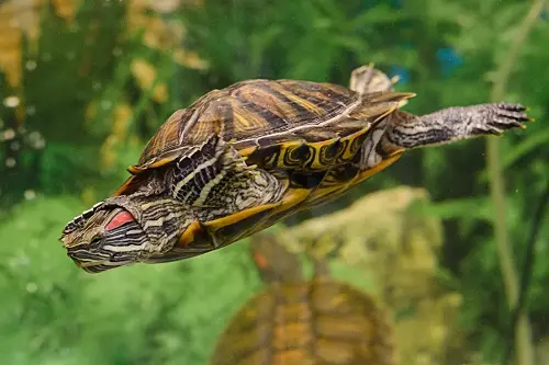 Колко червени костенурки живеят? Средна продължителност на живота у нас и в природата. Колко дълго може бъгове без вода в плен? 22001_5
