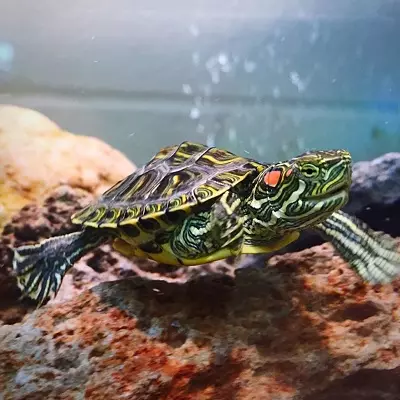 Hvor mange røde skildpadder lever? Forventet levetid hjemme og i naturen. Hvor længe kan bugs uden vand i fangenskab? 22001_7