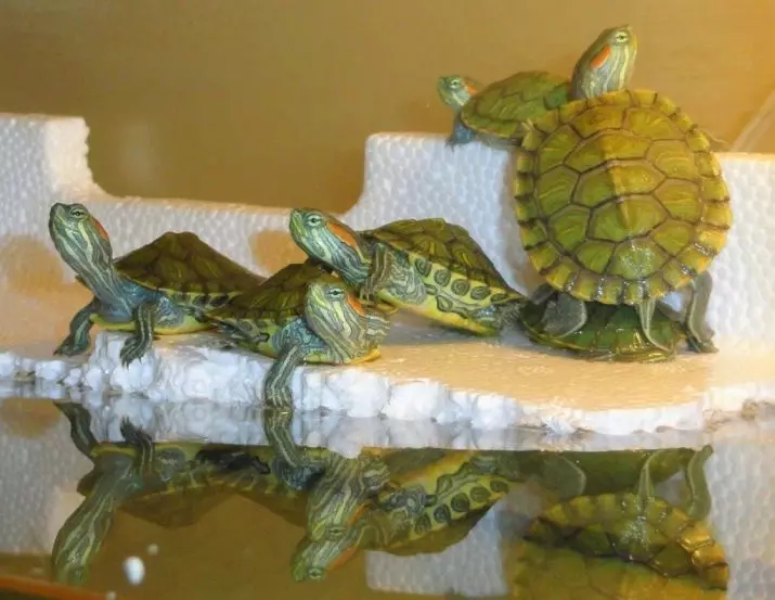 Joto la maji kwa turtles nyekundu: Ni nini kinachopaswa kuwa joto la kutosha kwa yaliyomo ya turtles katika aquarium na katika terrarium? Maadili ya juu. 22002_2