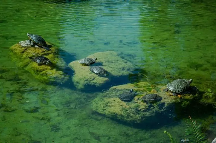 Nhiệt độ nước cho rùa đỏ: nhiệt độ tối ưu đối với nội dung của rùa trong bể cá và ở Terrarium là gì? Giá trị tối đa 22002_4