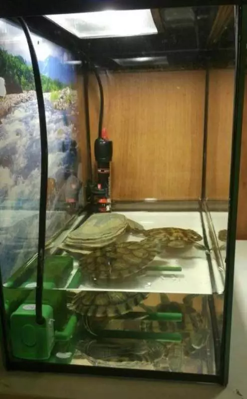 Amaqondo obushushu amanzi e-turtles ebomvu: Yintoni ifanele ibe yintoni iqondo lobushushu le-turdorium kwi-Aquarium nakwi-terrarium? Amaxabiso aphezulu 22002_6