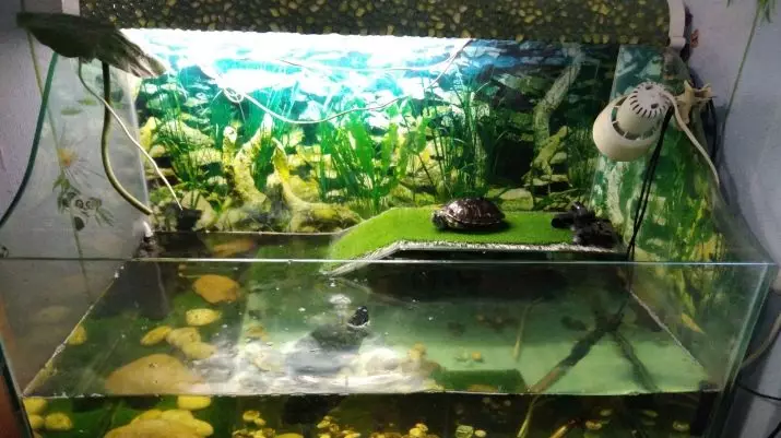 Veden lämpötila punaisille kilpikonnille: Mitä pitäisi olla optimaalinen lämpötila akvaarion ja terrariumin kilpikonnien sisällölle? Suurin arvot 22002_8