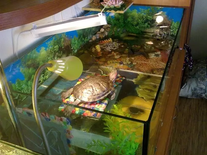 Temperatura vode za rdeče želve: Kaj bi morala biti optimalna temperatura za vsebino želv v akvariju in v terariju? Najvišje vrednosti 22002_9