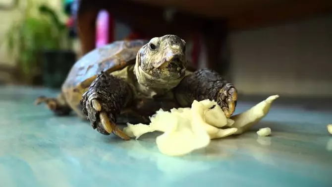 Mitä ruokkia pikku uudelleen kilpikonna? Mitä veden kilpikonnat syövät kotona, paitsi kuiva rehu? Ostoslista 22003_11