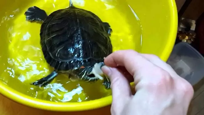 Mitä ruokkia pikku uudelleen kilpikonna? Mitä veden kilpikonnat syövät kotona, paitsi kuiva rehu? Ostoslista 22003_15