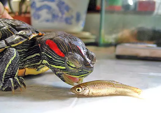 Mitä ruokkia pikku uudelleen kilpikonna? Mitä veden kilpikonnat syövät kotona, paitsi kuiva rehu? Ostoslista 22003_4