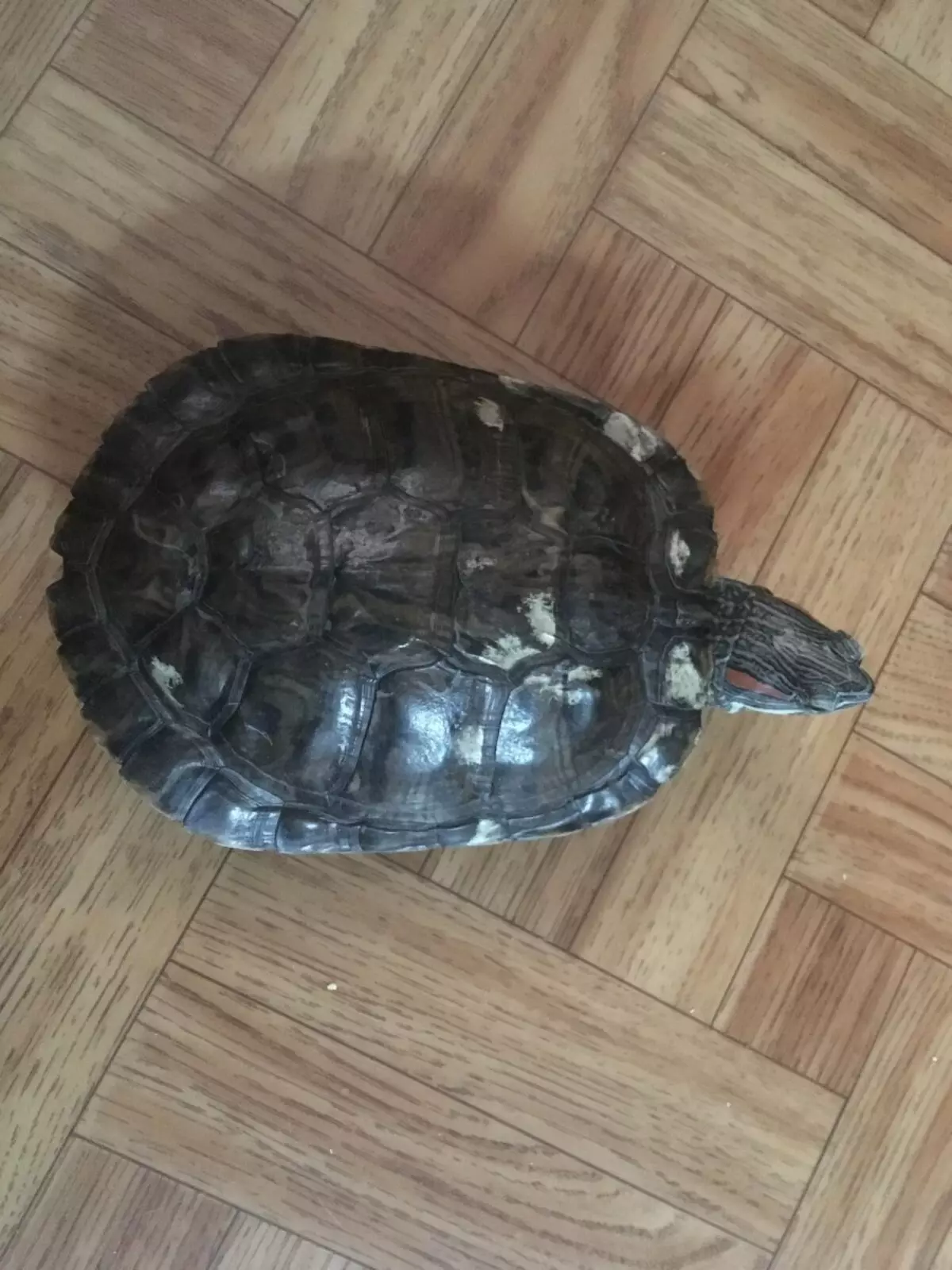 Выпустим черепаху. Красноухая черепаха в домашних условиях. Можно ли выпускать черепаху гулять по квартире. Можно ли отпускать черепаху гулять по квартире.