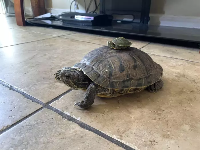 有可能在公寓附近有红龟吗？它值得让他们在房子的地板上，他们需要走路吗？ 22004_3
