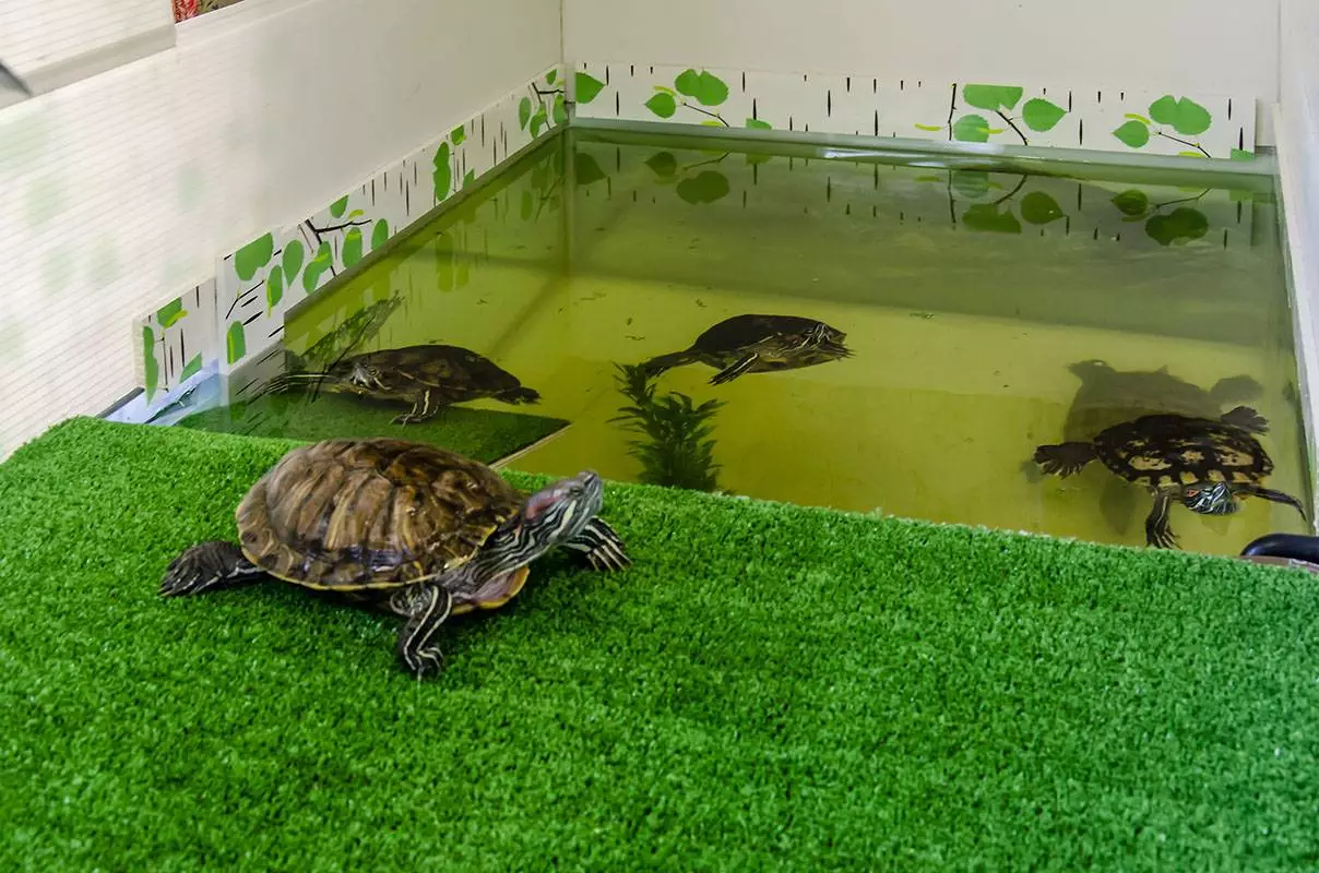 Менять воду черепахе. Среднеазиатская красноухая черепаха. Красноухая Болотная черепаха аквариум. Аквариум для красноухой черепахи. Террариум для красноухой черепахи.