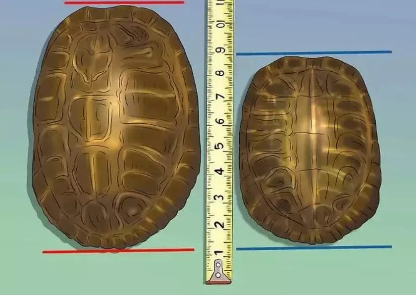 Толщина панциря черепахи