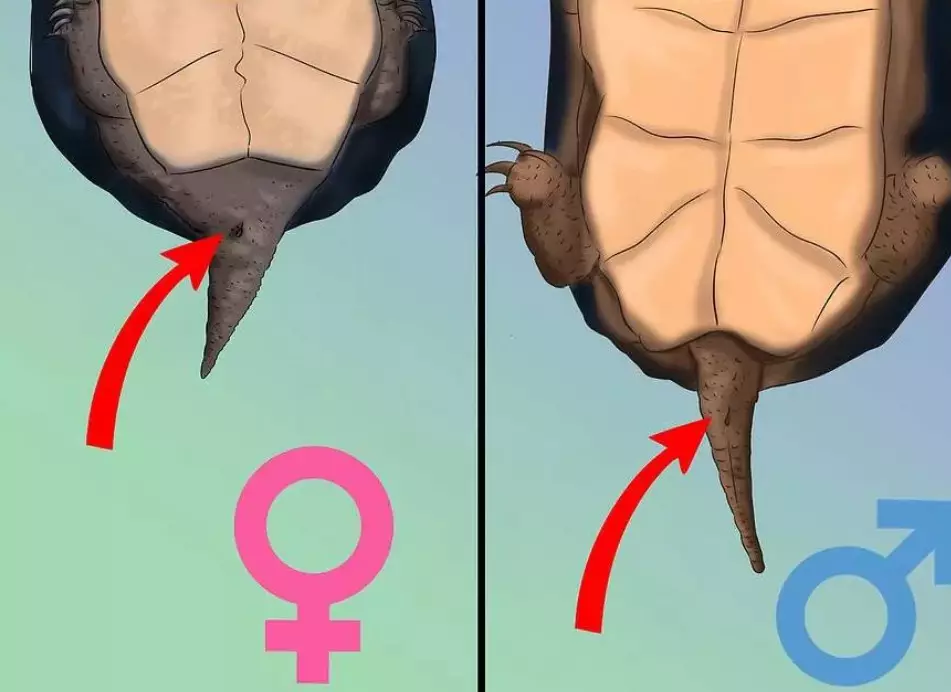 Красноухая черепаха как отличить. Красноухая черепаха определить пол. Как отличить пол черепахи сухопутной. Как различить пол у красноухих черепах. Как определить пол у красноухих черепах.