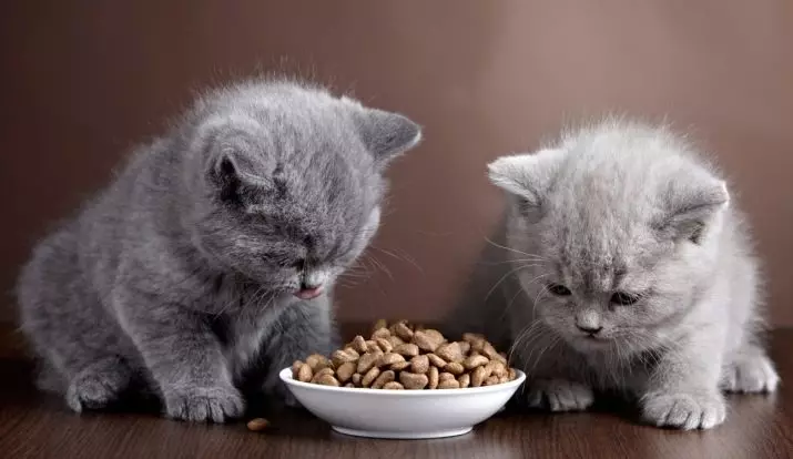 Alimentos secos para gatitos Royal Canin: composición de gatito ata 12 meses, alimentación de gatitos esterilizados. Será que o cheira? Dosificación. 22012_8