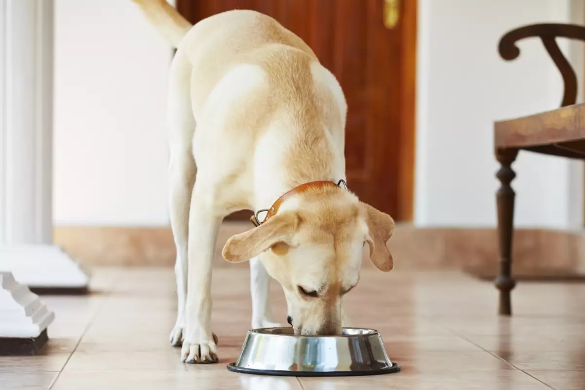 Wolfsblut hond feed: voor puppy's en volwassen honden, de samenstelling van de droge hond feed met een wolf op de verpakking. Voedsel voor honden van kleine, middelgrote en grote rassen. Beoordelingen 22014_14
