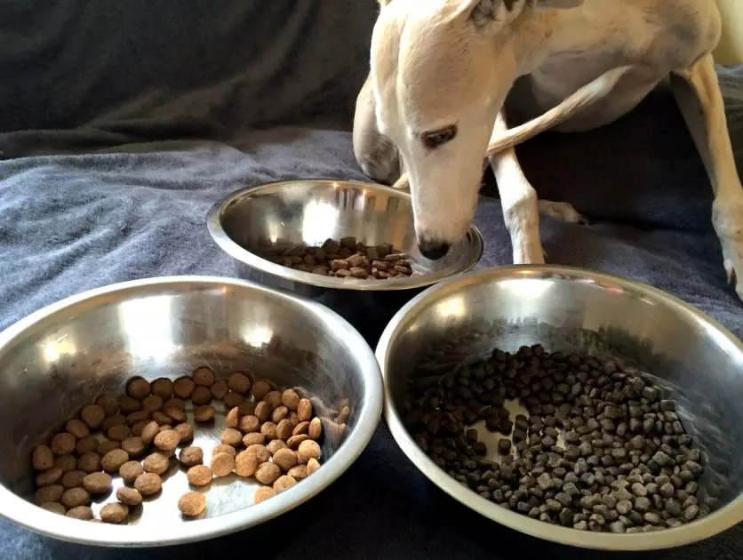 Aliments per a gossos Wolfsblut: per a cadells i gossos adults, la composició dels aliments secs per a gossos amb un llop en l'envàs. Feed per a gossos de races grans petites, mitjanes i grans. Referentacions 22014_30
