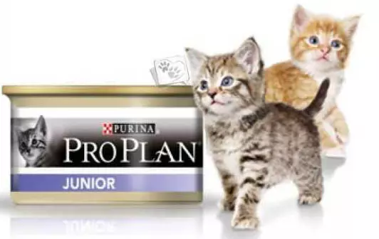 စိုစွတ်သော Purina Pro အစီအစဉ်များအတွက် Kittens အတွက်အစီအစဉ် - Patestones ၏ဖွဲ့စည်းမှု။ Pugi နှင့် Canned Junior, သူတို့၏သုံးသပ်ချက် 22017_2
