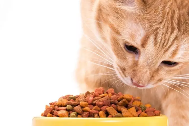 Gina feed: Foar katten en hûnen, droege elite en oare produkten. Gearstalling fan iten foar kittens en folwoeksen katten, katfisk foar sterilisearre bisten 22022_10