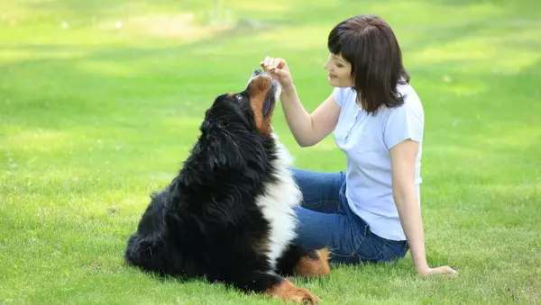 犬用食品「ディリー」：子犬と大型犬用のドライドッグフードの成分、メーカーの品揃え、レビュー 22025_3