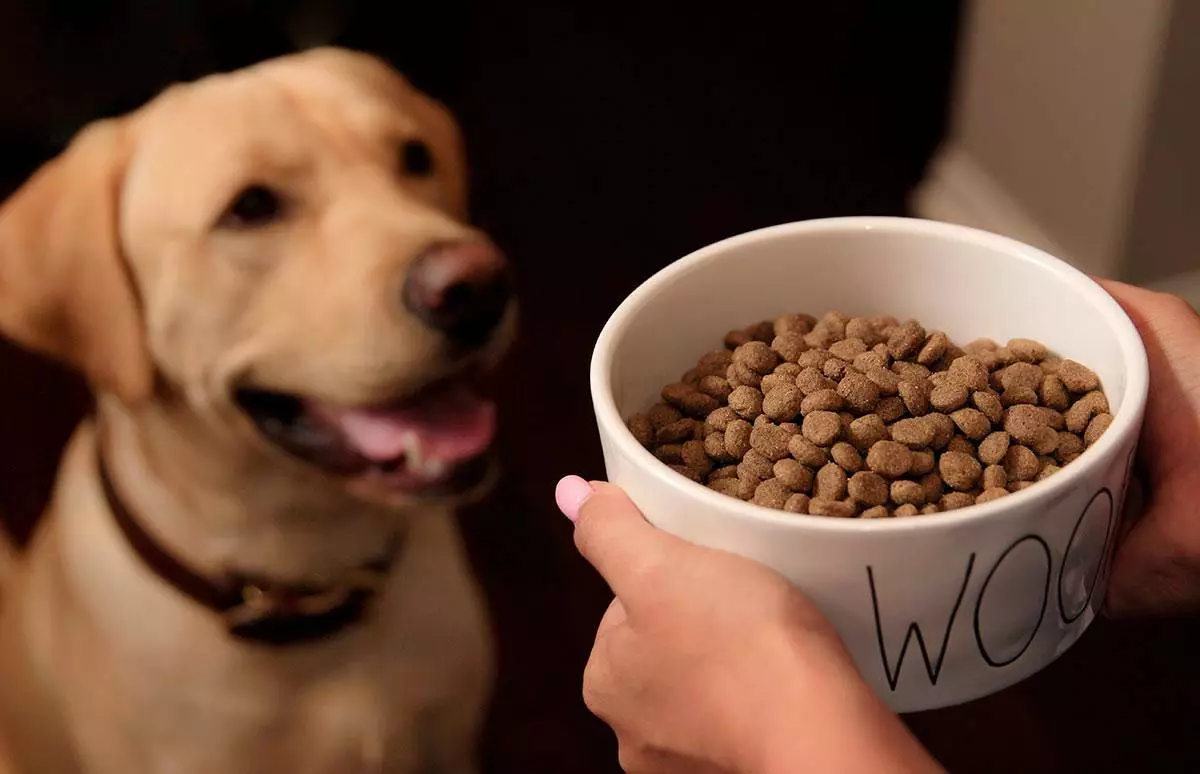 कुत्री लँडॉरसाठी अन्न: पिल्लांसाठी लहान, मोठ्या आणि मध्यम जातींसाठी. कोरडे आणि ओले अन्न, त्यांची रचना. इतरांपेक्षा चांगले वायफ-मुक्त अन्न काय आहे? पुनरावलोकने 22032_24