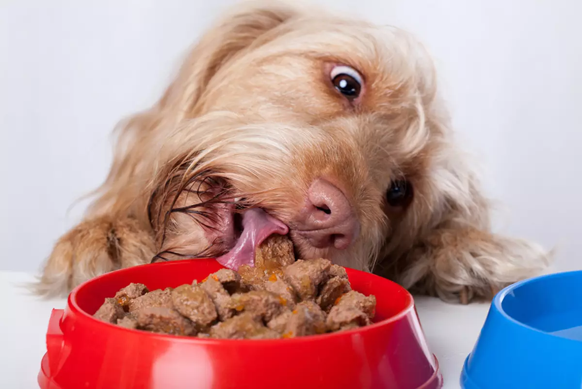 कुत्री लँडॉरसाठी अन्न: पिल्लांसाठी लहान, मोठ्या आणि मध्यम जातींसाठी. कोरडे आणि ओले अन्न, त्यांची रचना. इतरांपेक्षा चांगले वायफ-मुक्त अन्न काय आहे? पुनरावलोकने 22032_9