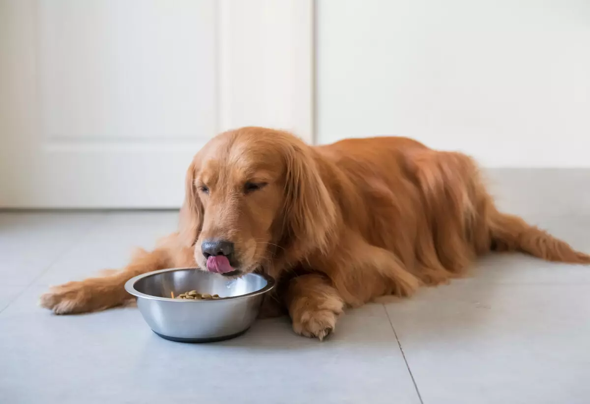 Happy Dog Dog Feed: khô và ướt, cho chó con của các giống lớn, nhỏ và vừa. Thành phần của các món ăn đóng hộp và chó khác, đánh giá 22054_3