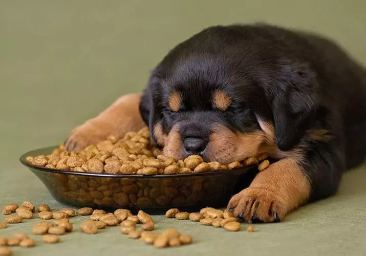 ABBA Feed for Puppies: Untuk baka kecil, sederhana dan besar. Makanan kering dan makanan dalam tin. Puppy Premium Gambaran Keseluruhan dan makanan lain 22056_11
