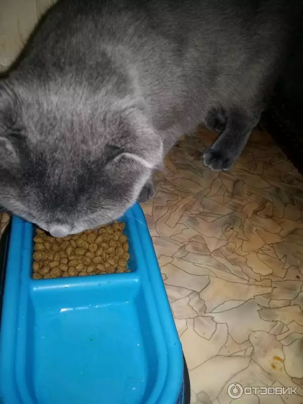 Mèo ăn 