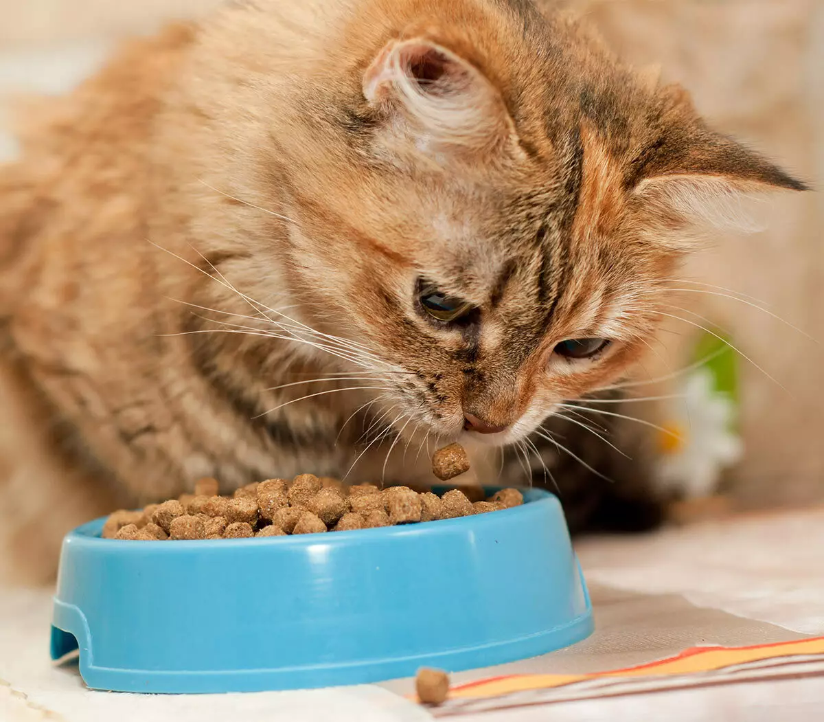 Feed do gato do gato feliz: a composição do alimento molhado e seco para gatinhos e gatos esterilizados, alimento para gatos castrados. Avaliações 22070_3