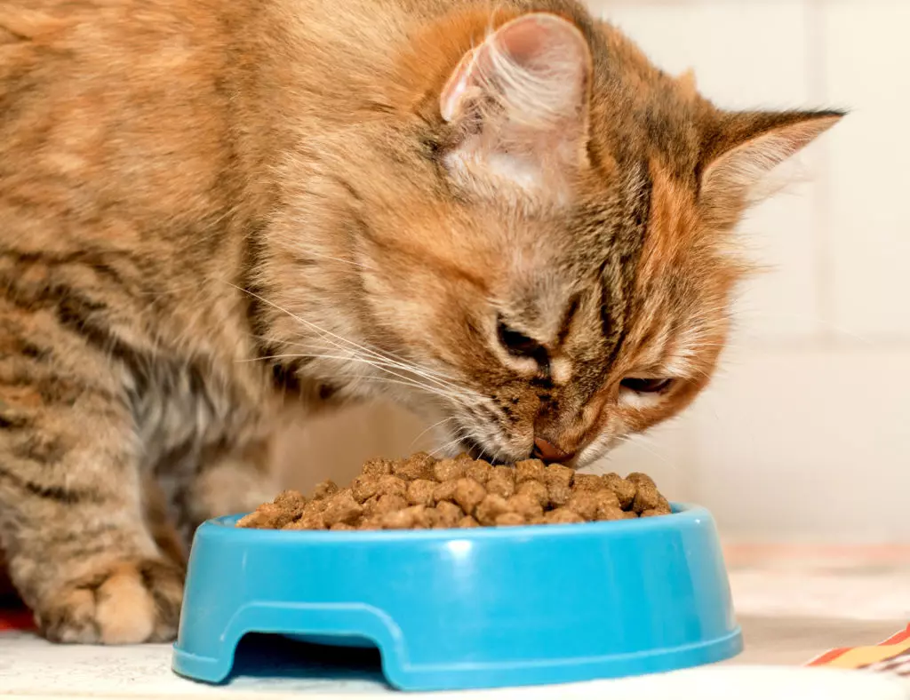 خوراک گربه گربه گربه: ترکیب مواد غذایی مرطوب و خشک برای بچه گربه ها و گربه های استریل، غذا برای گربه های کاشت. بررسی ها 22070_4