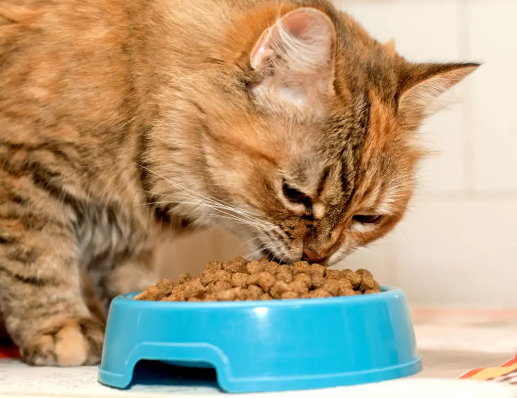 L-għalf tal-qtates kuntenti: Il-kompożizzjoni ta 'ikel imxarrab u niexef għall-qtates u qtates sterilizzati, ikel għall-qtates kastrati. Reviżjonijiet 22070_4