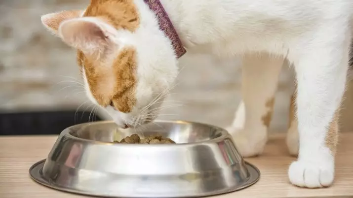 Alimentación del gato Cumbre: Composición y visión general de alimento seco para los gatitos y gatos adultos esterilizados, comentarios 22071_10
