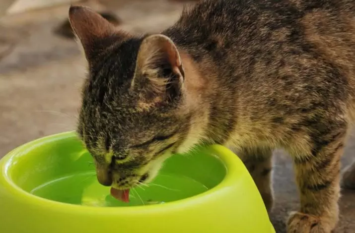 Comida seca para gatos Farmina: N & D Feed Resumo con un cordeiro e arándanos e outros da gama de gatos e gatos adultos, comentarios 22076_5