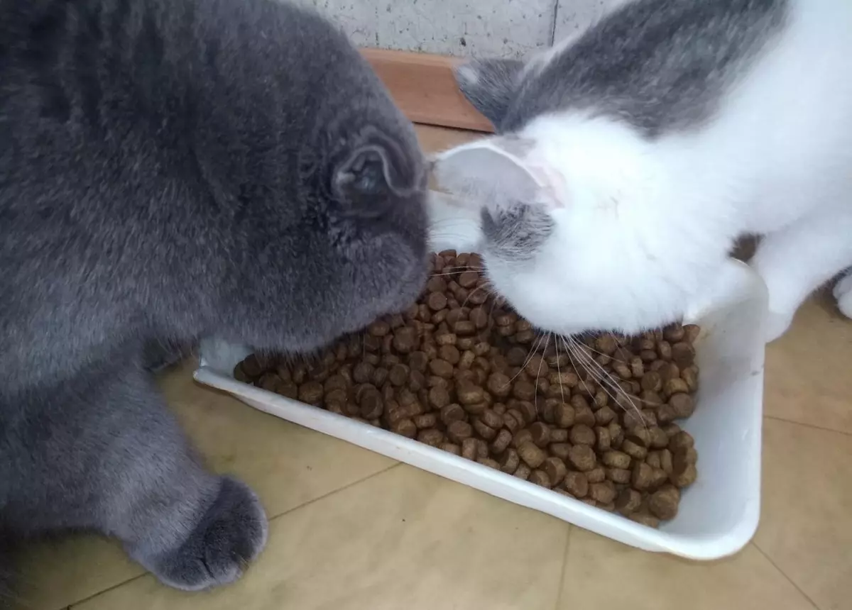 Можно ли коту корм для стерилизованных кошек